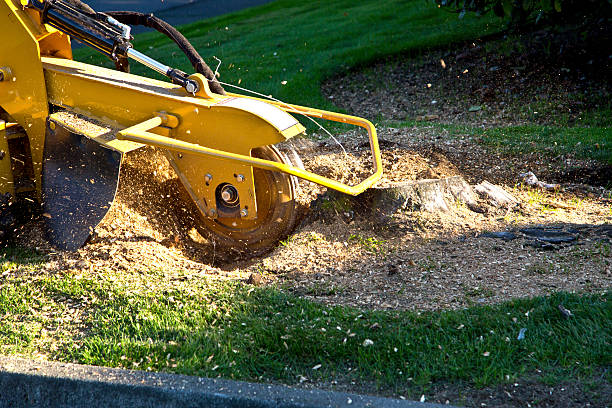 Mulching Services in Clayton, GA