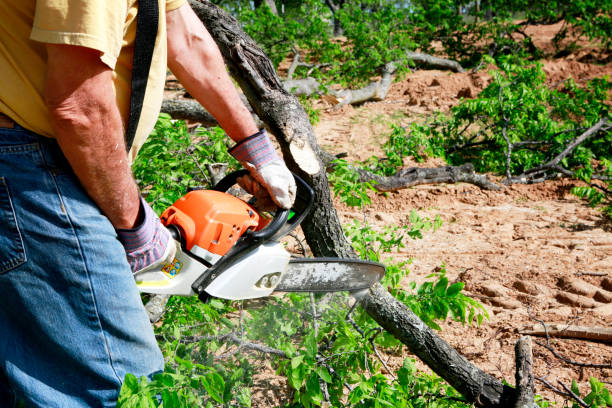 Trusted Clayton, GA Tree Removal Experts